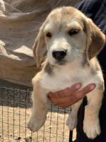 Basset Hound Puppies for sale in LAKE MATHEWS, CA 92570, USA. price: NA