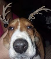 Basset Hound Puppies for sale in Centreville, AL 35042, USA. price: NA