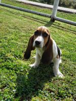 Basset Hound Puppies for sale in Troy, MO 63379, USA. price: NA