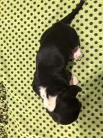 Basset Hound Puppies for sale in Leonardtown, MD 20650, USA. price: NA