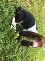 Basset Hound Puppies for sale in Fort Lauderdale, FL, USA. price: NA