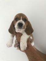 Basset Hound Puppies for sale in Union Springs, NY, USA. price: NA