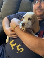 Basset Hound Puppies for sale in Jefferson, NY 12093, USA. price: NA