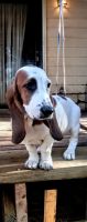 Basset Hound Puppies for sale in 26 Davis Dr, Research Triangle, NC 27709, USA. price: NA