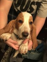Basset Hound Puppies for sale in Shelby, OH 44875, USA. price: NA