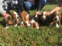 Basset Hound Puppies for sale in Brookfield, MO 64628, USA. price: NA