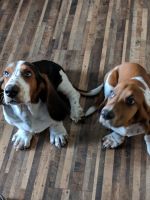 Basset Hound Puppies for sale in Paris, IL 61944, USA. price: NA