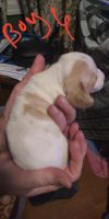Basset Hound Puppies for sale in Newbern, TN 38059, USA. price: NA
