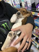 Basset Hound Puppies for sale in San Diego, CA 92126, USA. price: NA