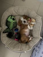 Basset Hound Puppies for sale in Hialeah, FL 33018, USA. price: NA