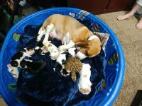 Basset Hound Puppies for sale in Emmett, ID 83617, USA. price: NA