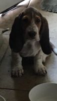 Basset Hound Puppies for sale in Roseville, CA, USA. price: NA