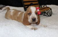 Basset Hound Puppies for sale in Hansville, WA, USA. price: NA