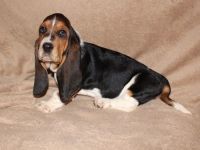 Basset Hound Puppies for sale in Peachtree City, GA, USA. price: NA