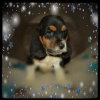 Basset Hound Puppies for sale in Delmont, PA 15626, USA. price: NA
