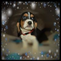 Basset Hound Puppies for sale in Delmont, PA 15626, USA. price: NA