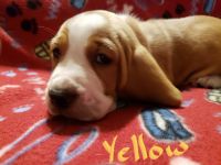 Basset Hound Puppies for sale in Whitney, TX 76692, USA. price: NA