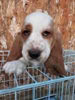 Basset Hound Puppies for sale in Junction City, KS, USA. price: NA