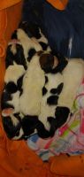 Basset Hound Puppies for sale in MC CONNELLSBG, PA 17233, USA. price: NA