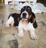 Basset Hound Puppies for sale in Bell Gardens, CA 90202, USA. price: NA