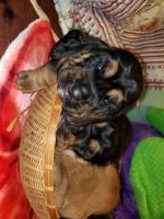 Basset Hound Puppies for sale in West Allis, WI, USA. price: NA