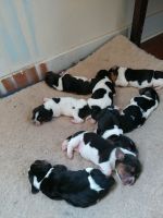 Basset Hound Puppies for sale in Gaithersburg, MD, USA. price: NA