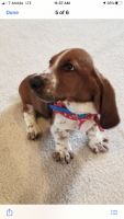 Basset Hound Puppies for sale in Keansburg, NJ, USA. price: NA