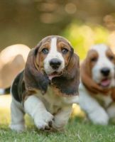Basset Hound Puppies for sale in Austin, TX, USA. price: NA