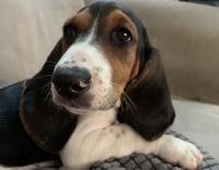 Basset Hound Puppies for sale in West Chester, PA, USA. price: NA
