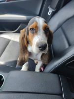 Basset Hound Puppies for sale in Tampa, FL, USA. price: NA