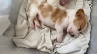 Basset Hound Puppies for sale in Virginia Beach, VA, USA. price: NA