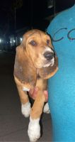 Basset Hound Puppies for sale in Jurupa Valley, CA 91752, USA. price: NA