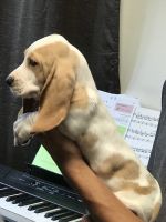 Basset Hound Puppies for sale in Indio, CA, USA. price: NA