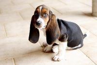 Basset Hound Puppies for sale in New York, NY 10013, USA. price: NA