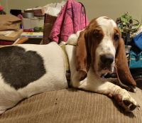 Basset Hound Puppies for sale in Waupaca, WI 54981, USA. price: NA