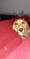 Basset Hound Puppies for sale in Wichita, KS, USA. price: NA