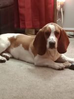 Basset Hound Puppies for sale in Liberty Township, OH 45044, USA. price: NA