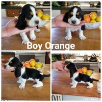 Basset Hound Puppies for sale in Levelland, TX 79336, USA. price: NA