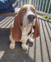 Basset Hound Puppies for sale in Grants Pass, OR, USA. price: NA