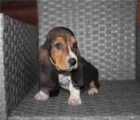 Basset Hound Puppies for sale in Beverly Hills, CA 90210, USA. price: NA