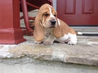 Basset Hound Puppies for sale in San Francisco, CA 94105, USA. price: NA