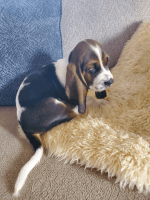 Basset Hound Puppies for sale in Greensboro, NC, USA. price: NA