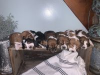 Basset Hound Puppies for sale in Lewistown, PA 17044, USA. price: NA