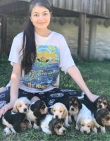 Basset Hound Puppies for sale in York, PA, USA. price: NA