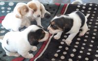 Basset Hound Puppies for sale in Sun Valley, Los Angeles, CA, USA. price: NA