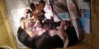 Basset Hound Puppies for sale in Kokomo, IN, USA. price: NA