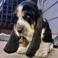 Basset Hound Puppies for sale in Cameroon Ln, McKinney, TX 75071, USA. price: NA