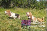 Basset Hound Puppies for sale in Wappapello, MO, USA. price: NA