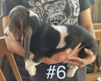 Basset Hound Puppies for sale in Wiley, CO 81092, USA. price: NA