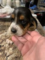 Basset Hound Puppies for sale in Clarksville, TN 37042, USA. price: NA